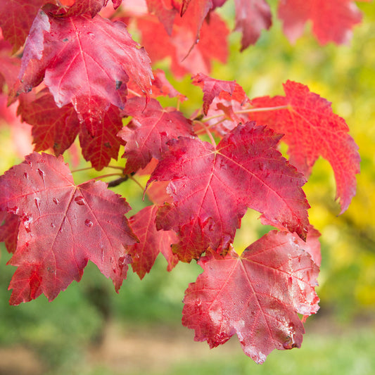 Acer 'October Glory'