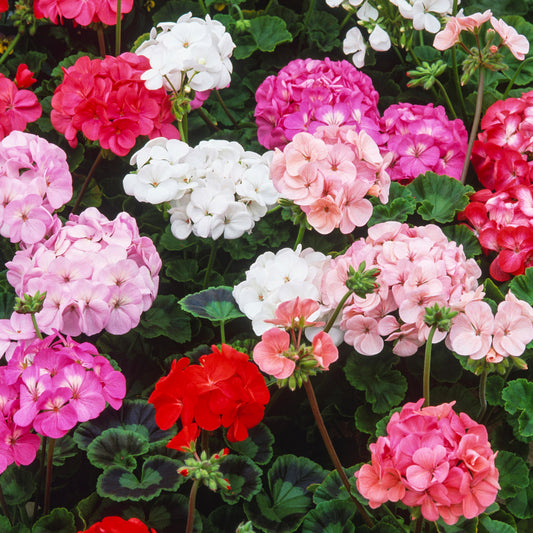 Geranium F1 Horizon Mixed Bedding Plants