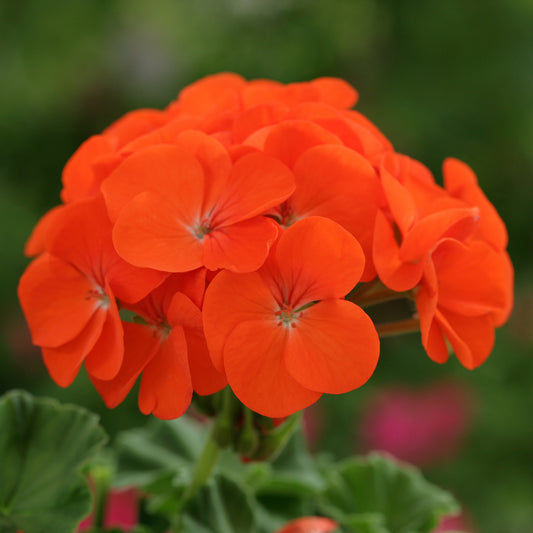 Geranium F1 Horizon Orange Bedding Plants