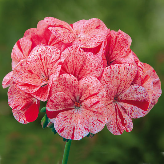 Geranium F1 Horizon Raspberry Ripple Bedding Plants