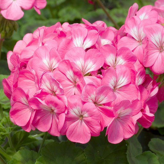 Geranium F1 Horizon Rose Bedding Plants