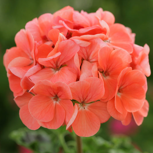 Geranium F1 Horizon Salmon Bedding Plants