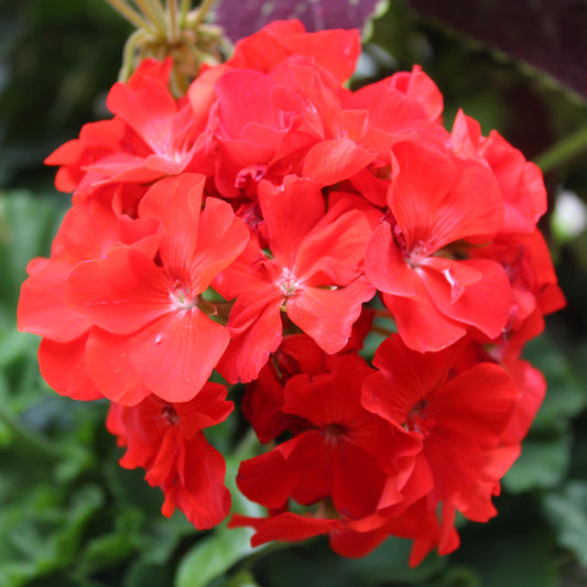 Geranium F1 Horizon Scarlet Bedding Plants