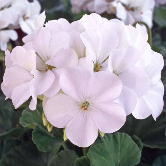 Geranium F1 Horizon White Bedding Plants