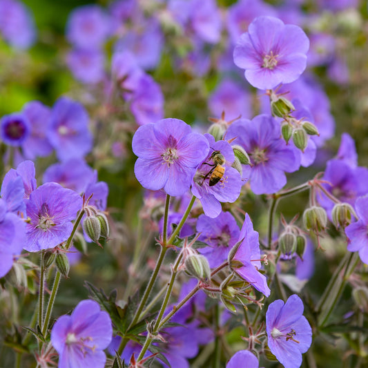 Geranium 'Boom Chocolatta'