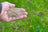 A handful of small grass seeds held in an open palm, shown against a blurred green lawn background. The seeds appear to be fine, light-colored grass or lawn seeds ready for sowing.