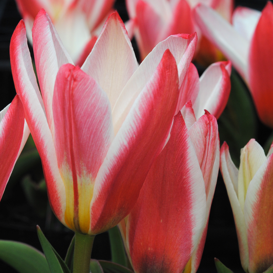 Tulip 'Heart's Delight'