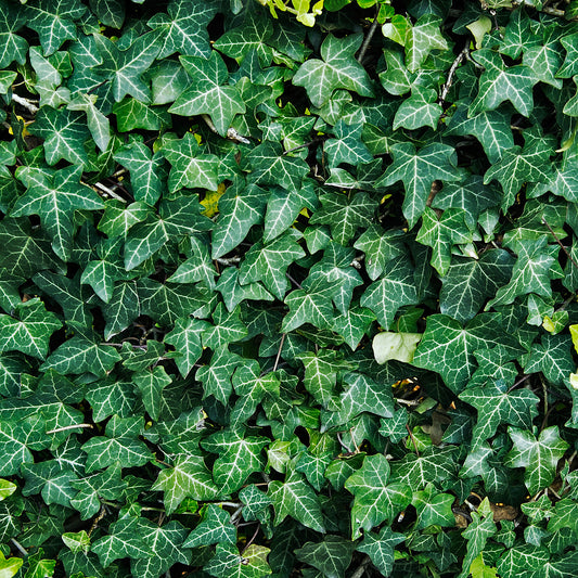 Hedera helix