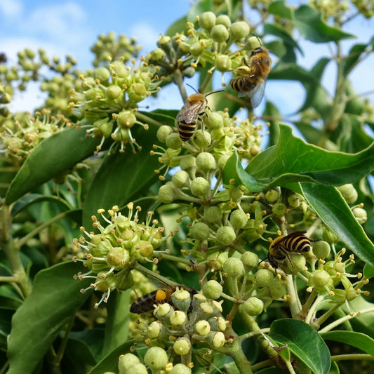 Hedera hibernica