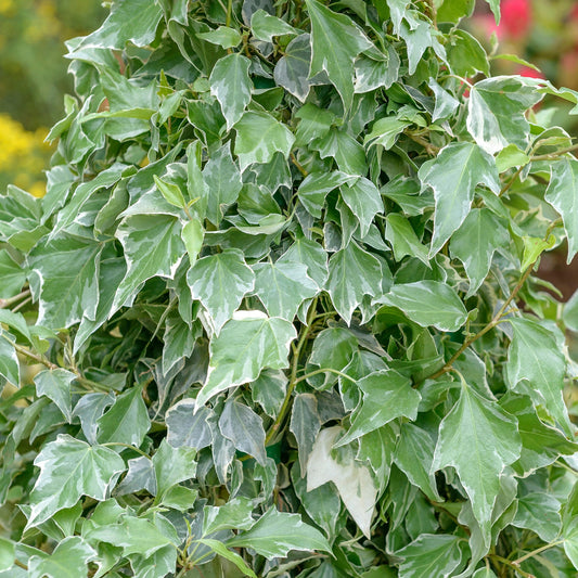 Hedera 'Glacier'