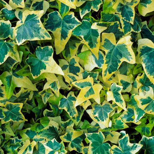 Hedera 'Goldchild'