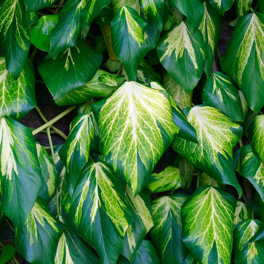 Hedera 'Sulphur Heart'