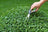 A hand holding garden shears trimming a rounded green boxwood hedge, with lush grass visible in the background. The hedge has dense, small green leaves and appears well-maintained.