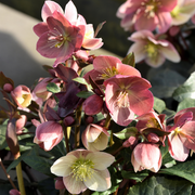 Helleborus 'Pirouette'