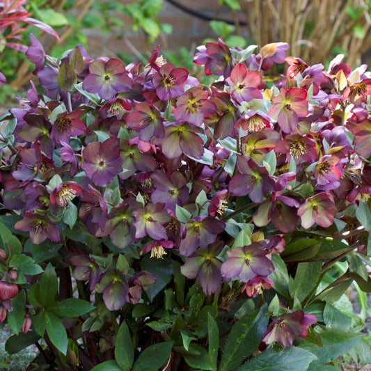 Helleborus 'Star of Passion'