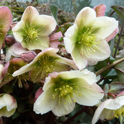 Helleborus 'Winter Moonbeam'