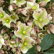 Helleborus 'Winter Sunshine'