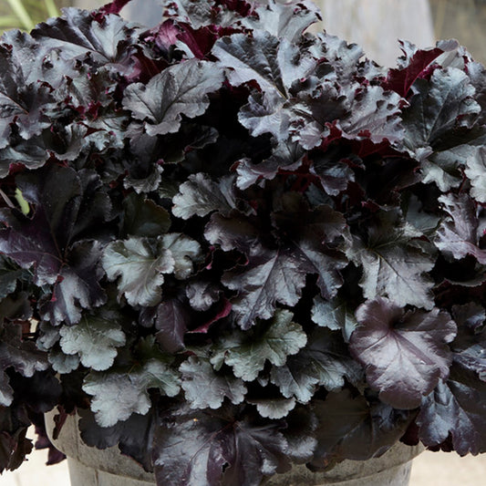 Heuchera 'Black Pearl'