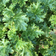 Heuchera 'Apple Crisp'