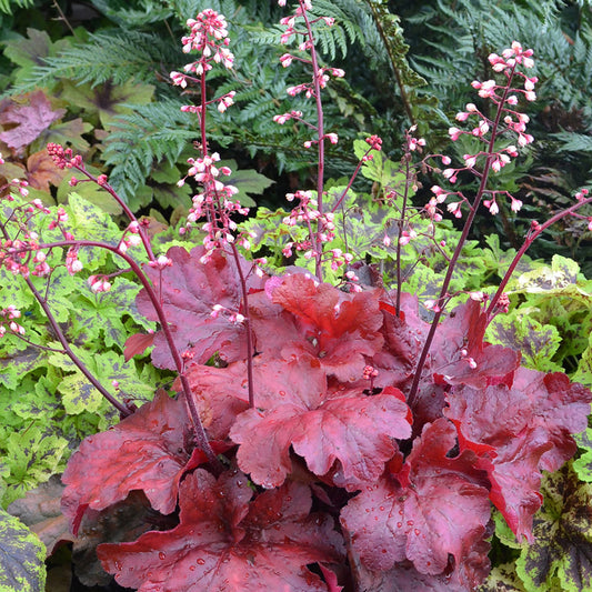 Heuchera 'Fire Chief'