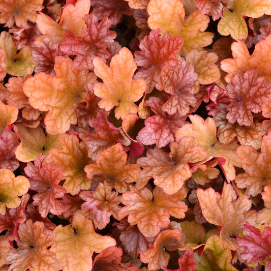 Heuchera 'Tangerine Wave'