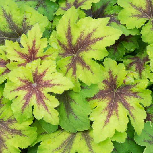 Heucherella 'Catching Fire'