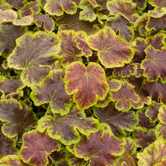 Heucherella 'Solar Eclipse'