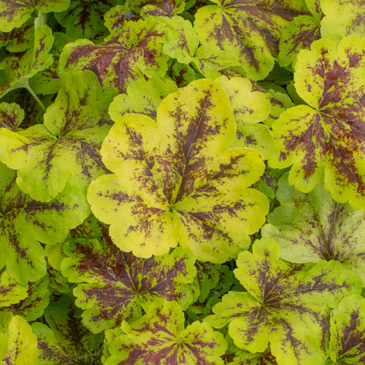 Heucherella 'Solar Power'