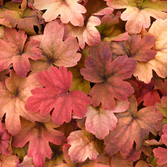 Heucherella 'Sweet Tea'