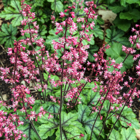 Heucherella 'Tapestry'