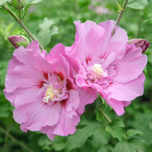 Hibiscus 'Eruption'