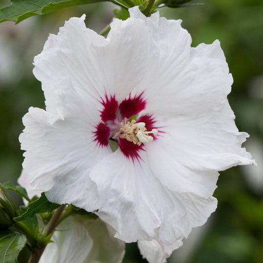 Hibiscus 'French Pinky Spot'