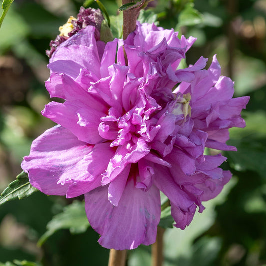 Hibiscus 'French Cabaret Purple'