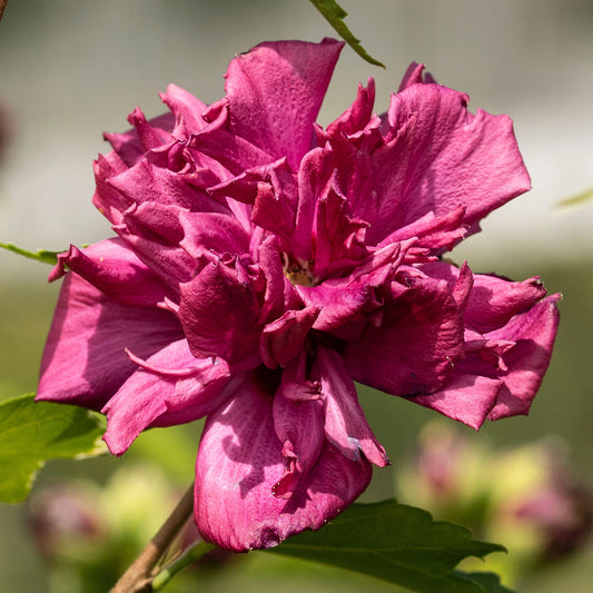 Hibiscus 'French Cabaret Red'