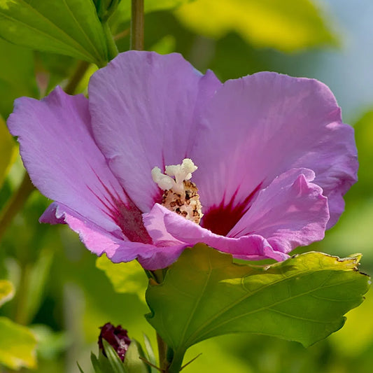 Hibiscus 'French Russian Violet'