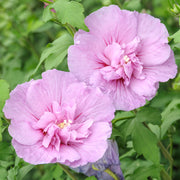 Hibiscus 'French Lavender Chiffon'