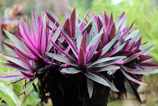 Tradescantia 'Sitara Purple Inch'