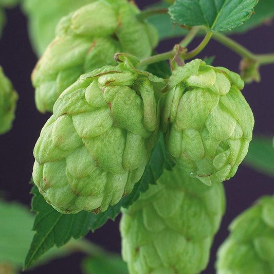 Humulus 'Nordbrau'