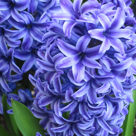 Hyacinthus Blue Garden Mix