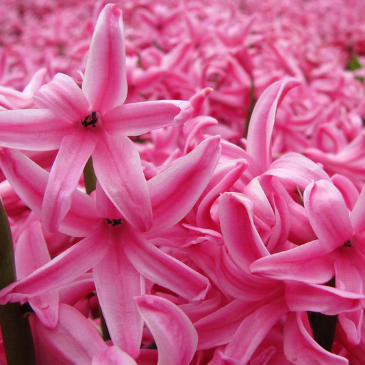 Hyacinthus Pink Garden Mix