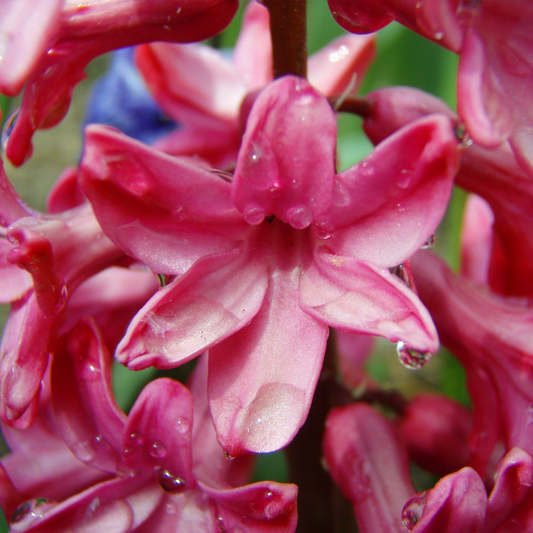 Hyacinthus Red Garden Mix