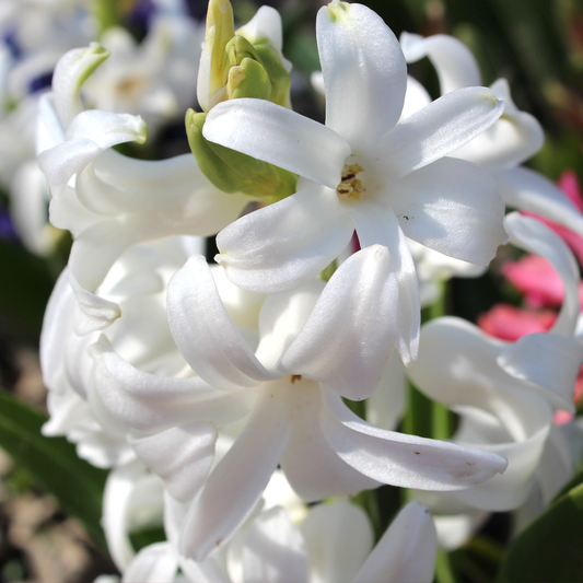 Hyacinthus White Garden Mix