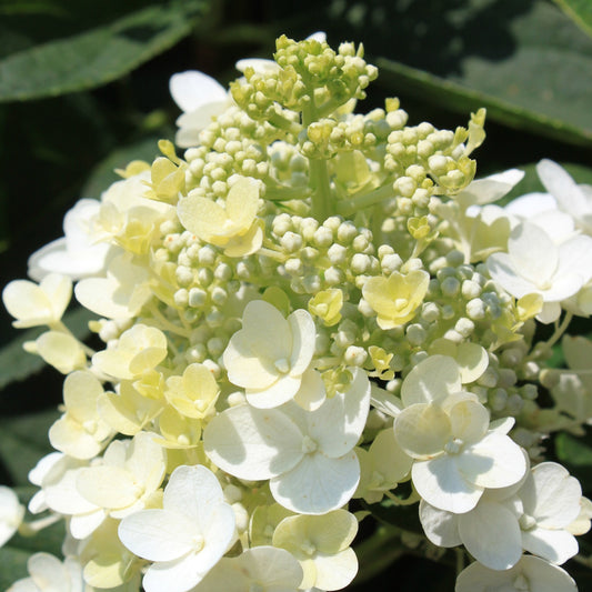 Hydrangea 'Baby Lace'