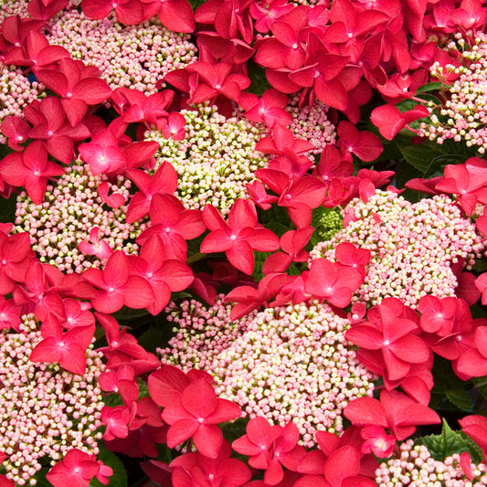 Hydrangea 'Lady in Red'