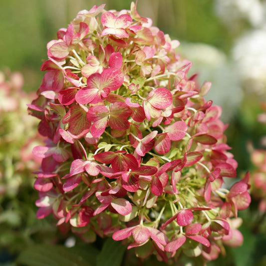 Hydrangea 'Graffiti'