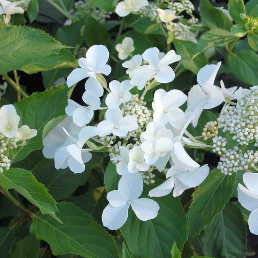 Hydrangea 'Levana'