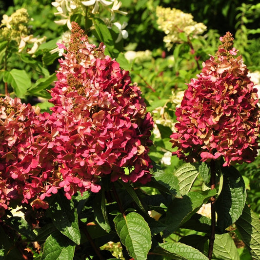 Hydrangea 'Wim's Red'