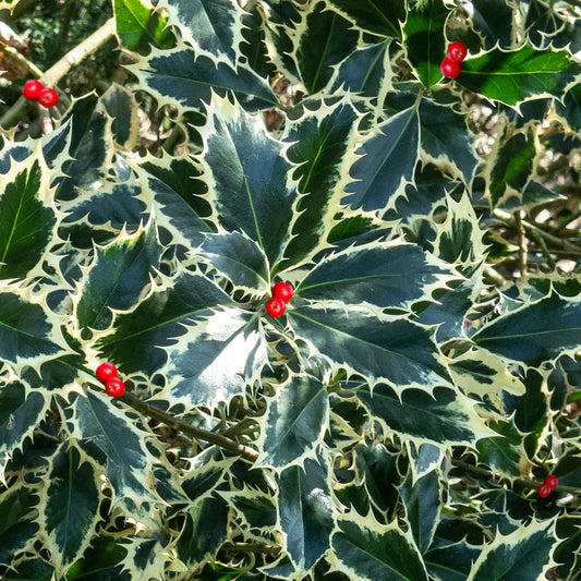 Ilex 'Handsworth New Silver'