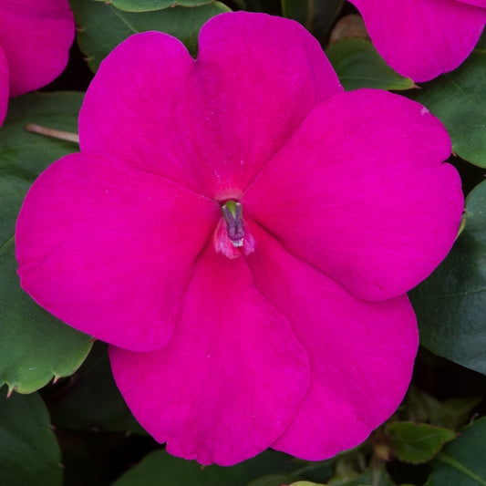 Impatiens Beacon Violet Shades Bedding Plants