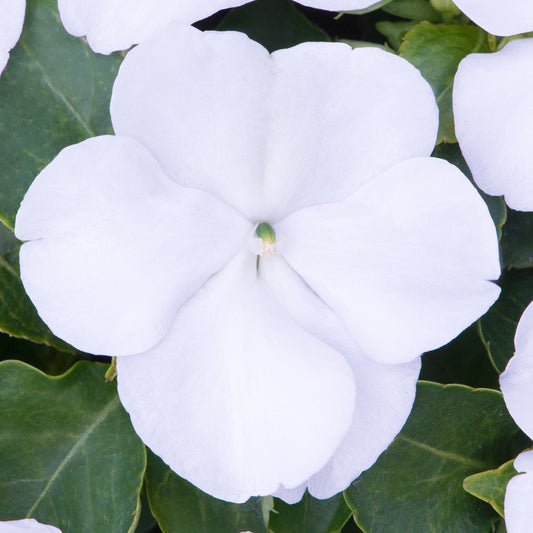 Impatiens Beacon White Bedding Plants